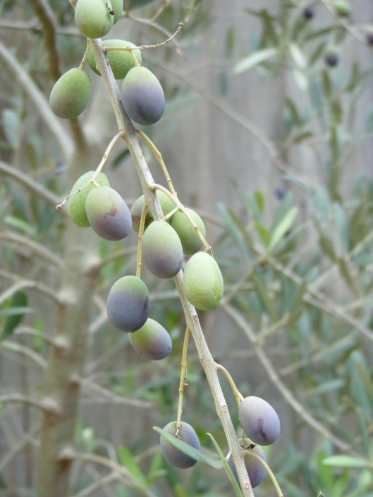 olive tree1